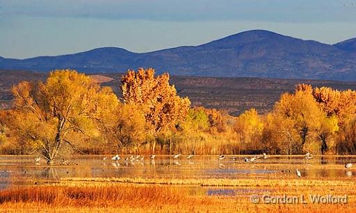 Bosque del Apache_73508.jpg - Photographed in the Bosque del Apache National Wildlife Refuge near San Antonio, New Mexico USA. 